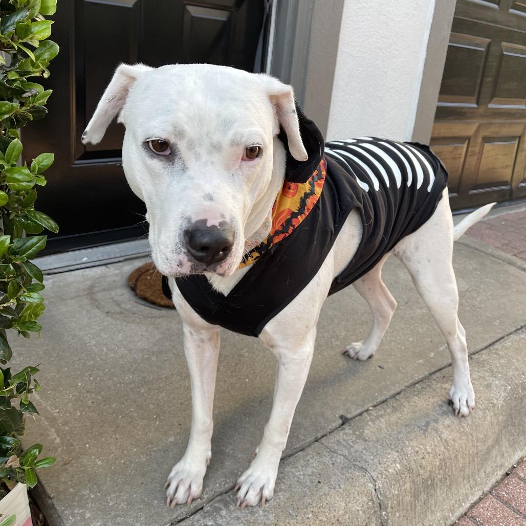 Enlarge Snow, a Adoptable Pit Bull Terrier in Dallas, TX image 2/4