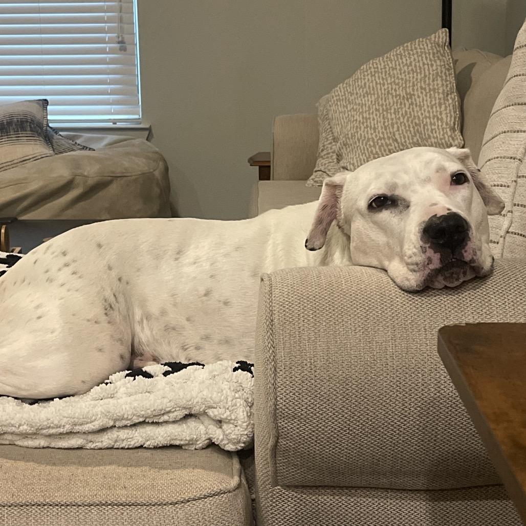 Enlarge Snow, a Adoptable Pit Bull Terrier in Dallas, TX image 3/4