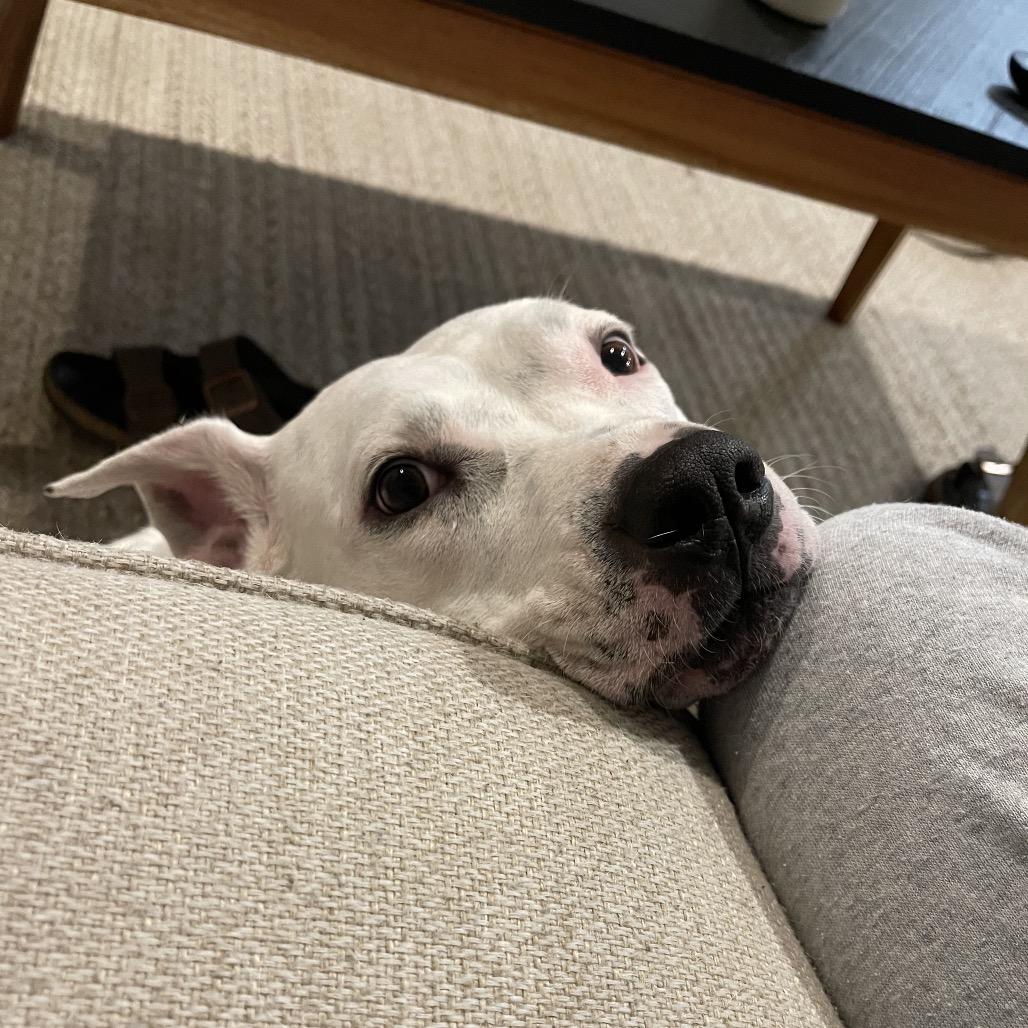 Enlarge Snow, a Adoptable Pit Bull Terrier in Dallas, TX image 4/4