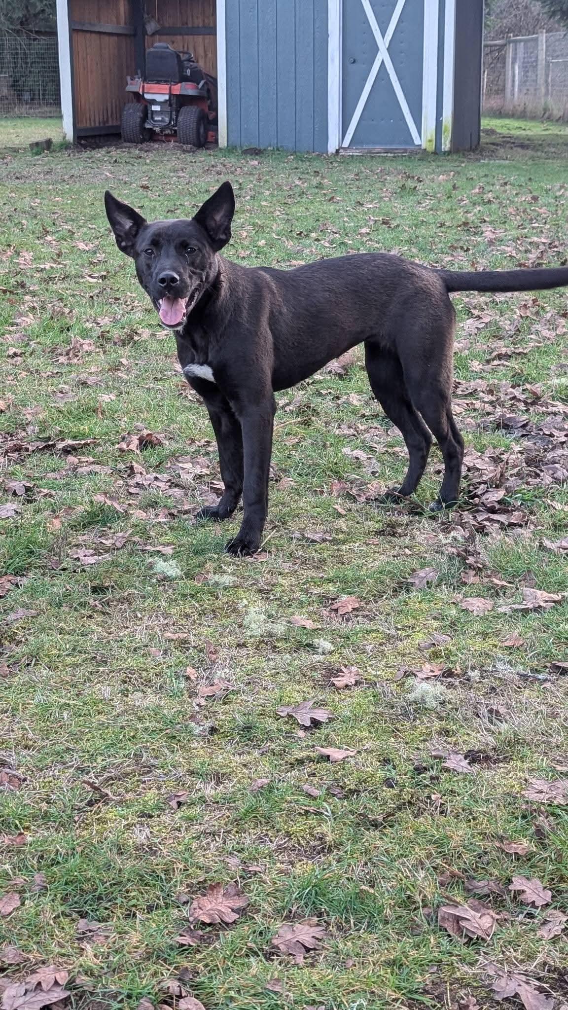Jasmine, Adoptable, Puppy Female Mixed Breed.