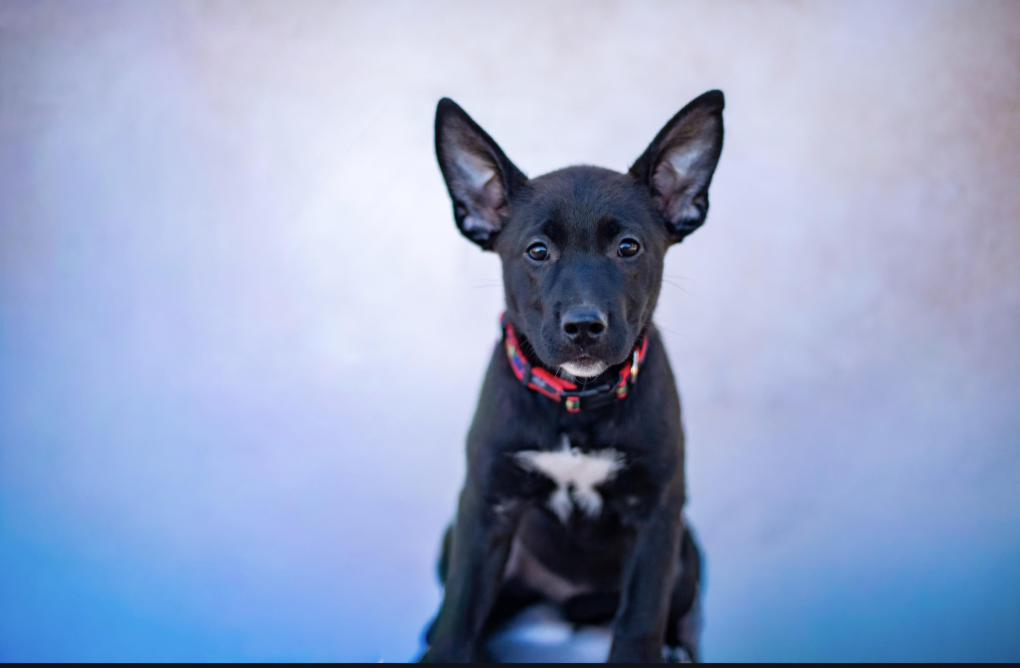 Jasmine, Adoptable, Puppy Female Mixed Breed.