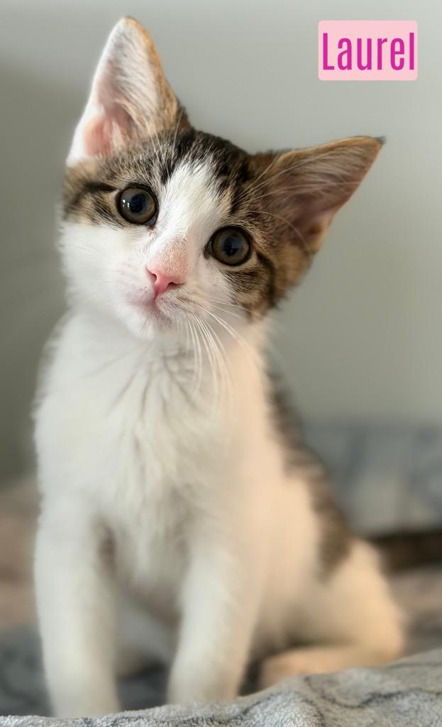 Laurel, Adoptable, Kitten Female Domestic Medium Hair.