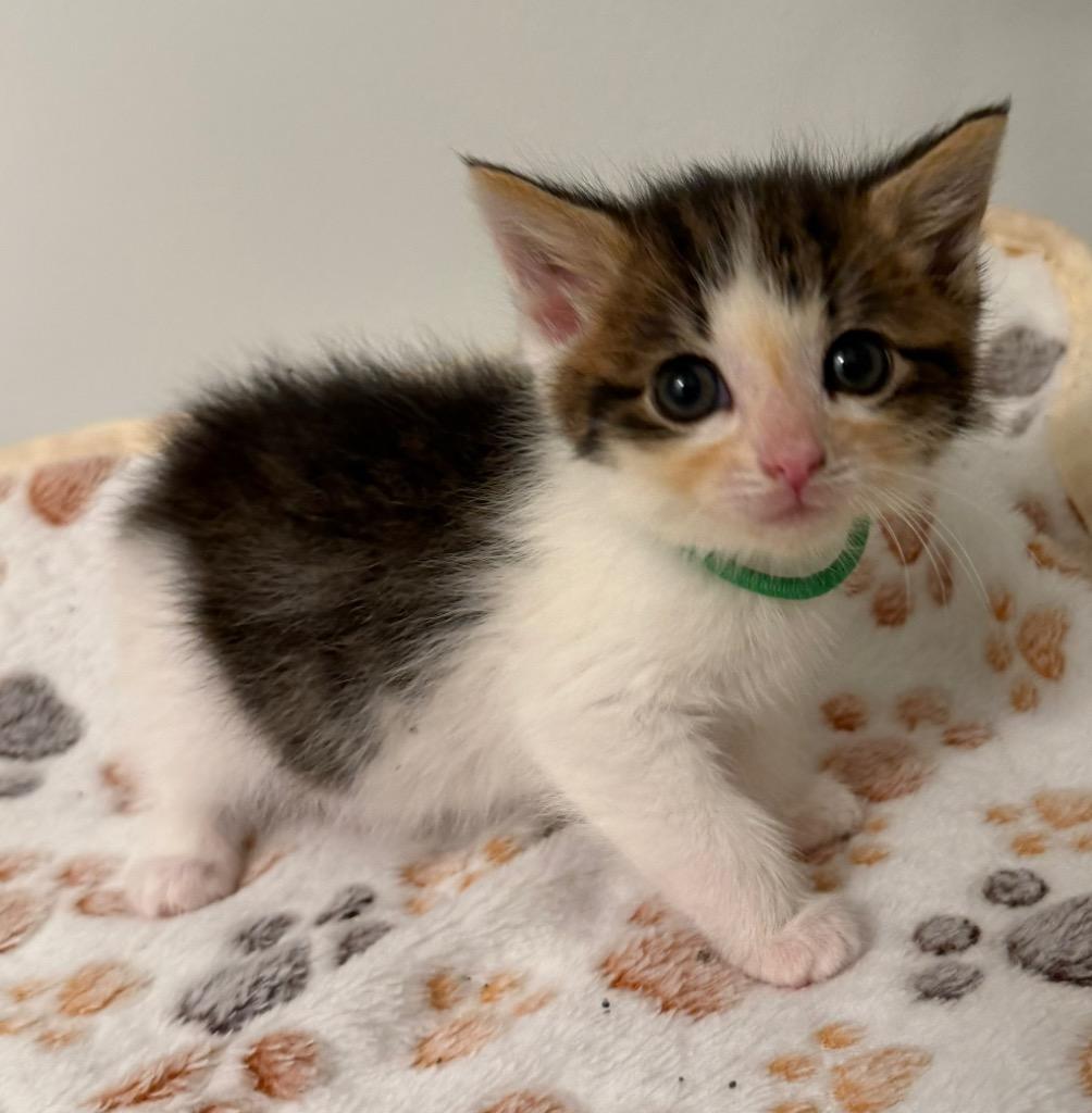 Laurel, Adoptable, Kitten Female Domestic Medium Hair.
