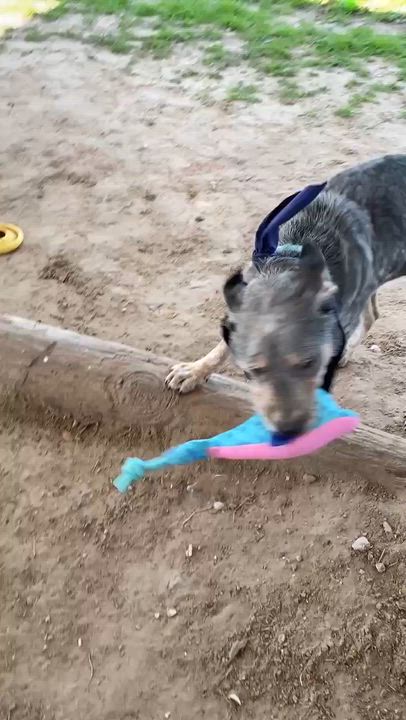 Enlarge Kirk, a ADOPTABLE mixed breed in Winnie, TX video 3/5