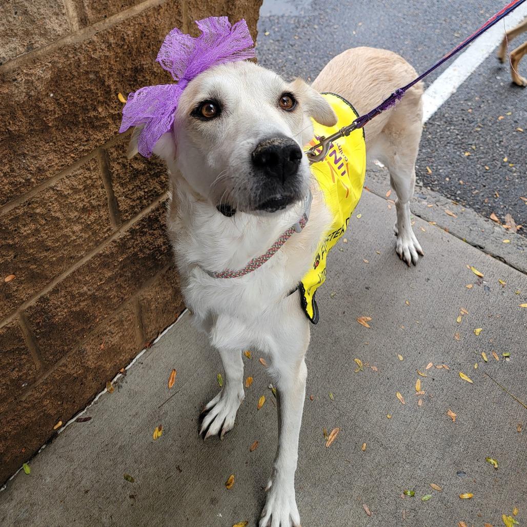 Fratelli, a Adoptable Mixed Breed in Moab, UT image 1/6