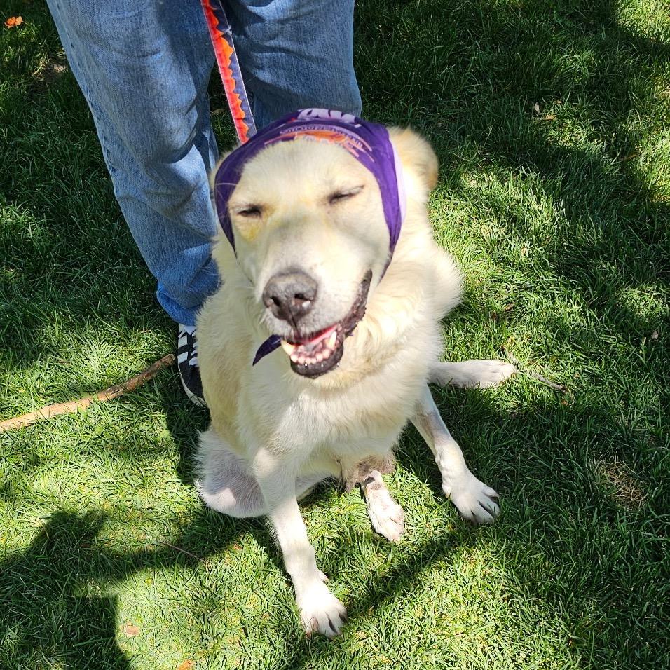 Fratelli, a Adoptable Mixed Breed in Moab, UT image 2/6
