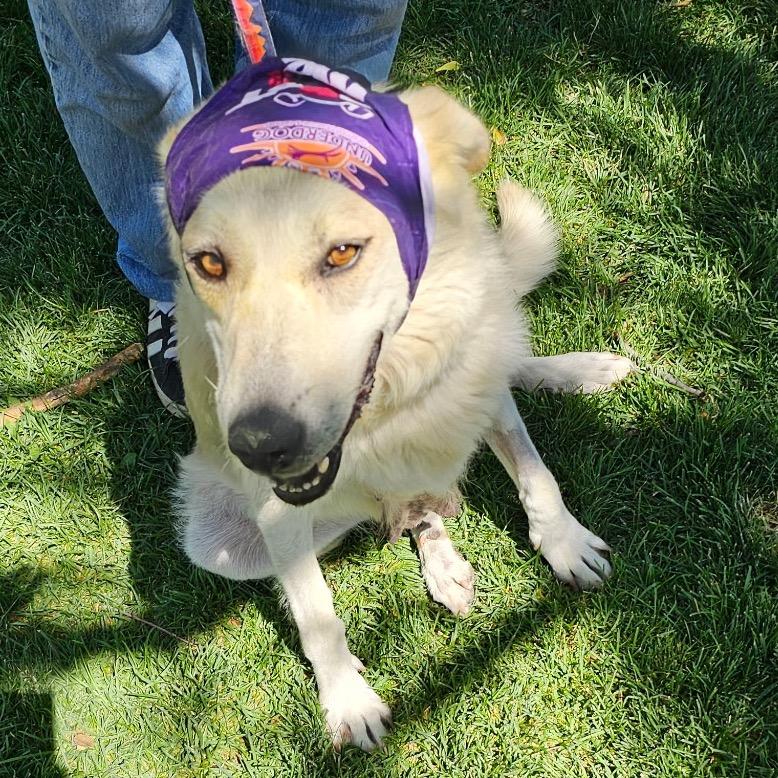 Fratelli, a Adoptable Mixed Breed in Moab, UT image 3/6