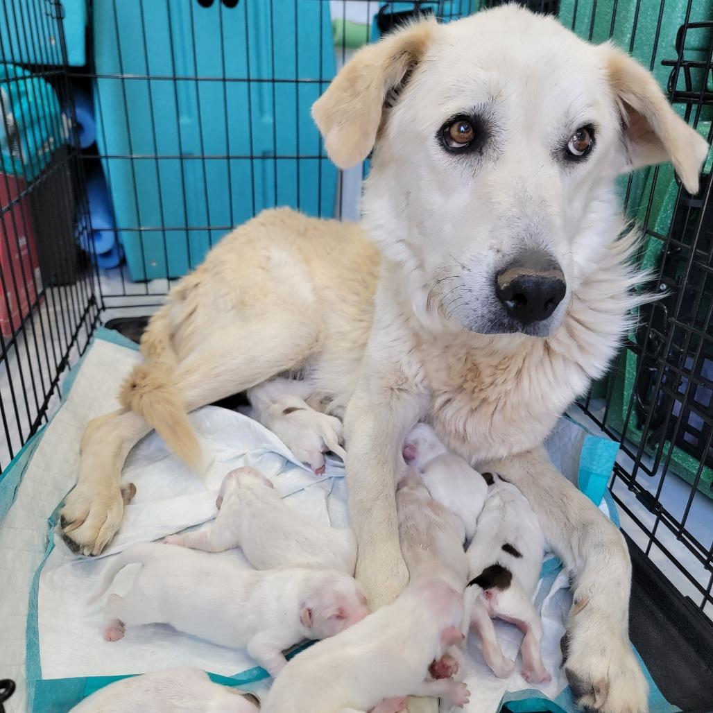 Fratelli, a Adoptable Mixed Breed in Moab, UT image 6/6