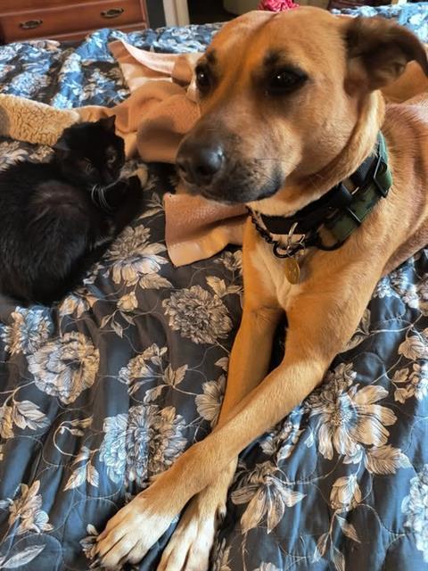 Enlarge HONEY, a Adoptable mixed breed in Louisville, KY image 1/1