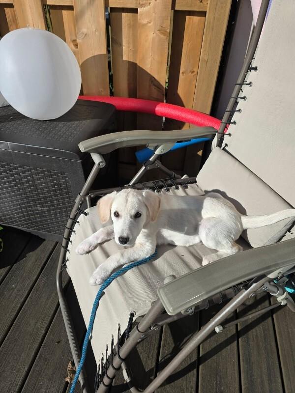 Possom, Adoptable, Young Female Mixed Breed.