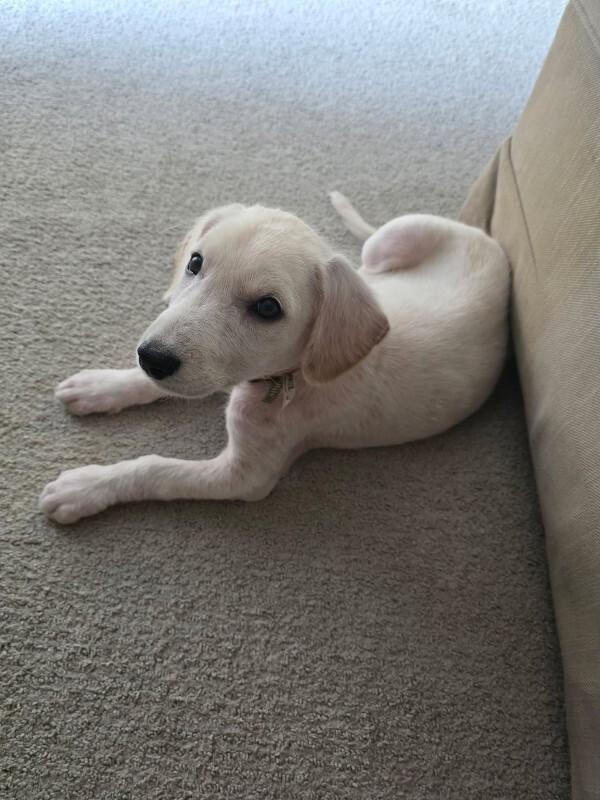 Enlarge Possom, a Adoptable Mixed Breed in Athens, ON image 2/6