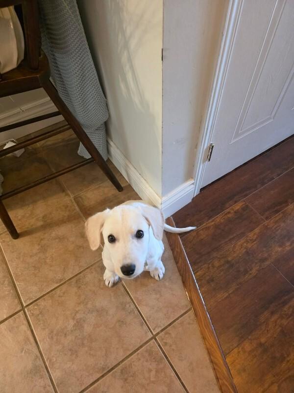 Enlarge Possom, a Adoptable Mixed Breed in Athens, ON image 3/6