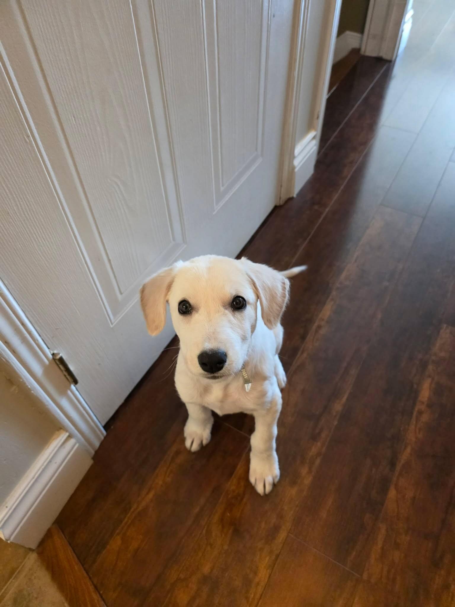 Enlarge Possom, a Adoptable Mixed Breed in Athens, ON image 4/6