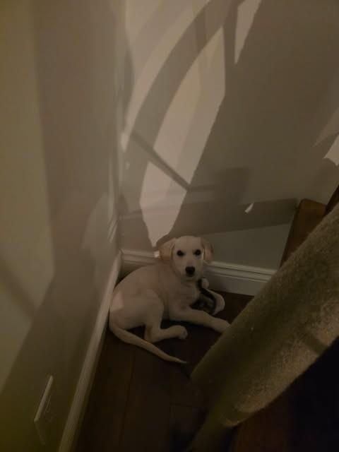 Enlarge Possom, a Adoptable Mixed Breed in Athens, ON image 5/6