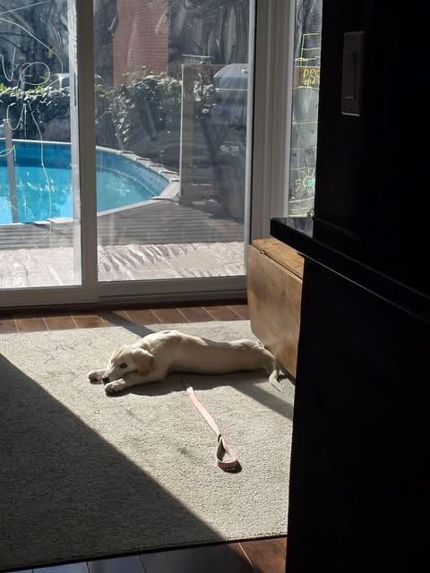 Enlarge Possom, a Adoptable Mixed Breed in Athens, ON image 6/6