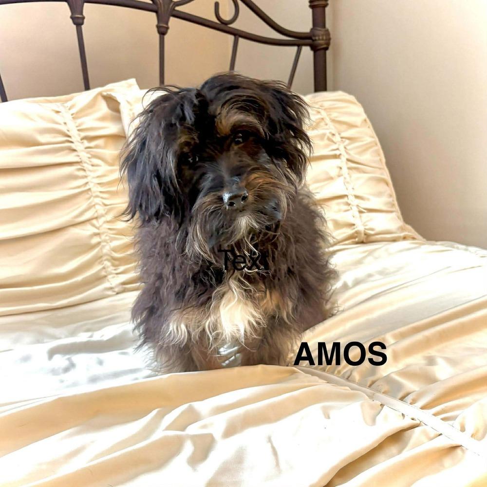 Amos, ADOPTABLE, Young Male Yorkie Poo.