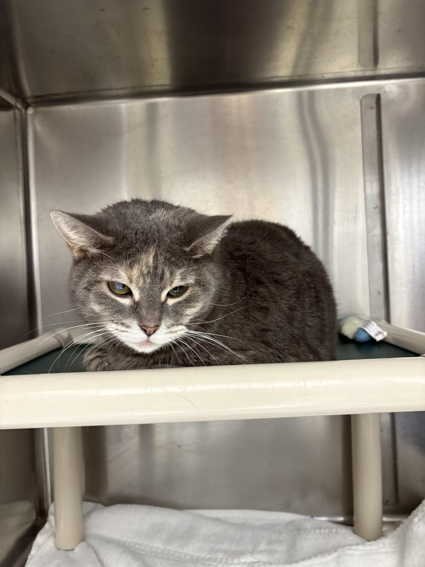 Enlarge DC, a Adoptable Domestic Short Hair in Black River Falls, WI image 1/1