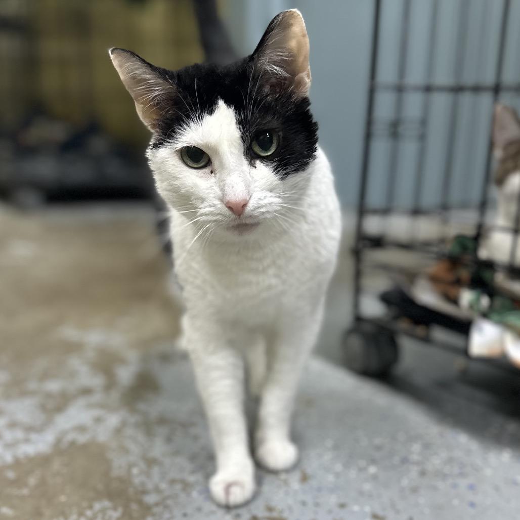 Paige, Adoptable, Adult Female Domestic Short Hair.