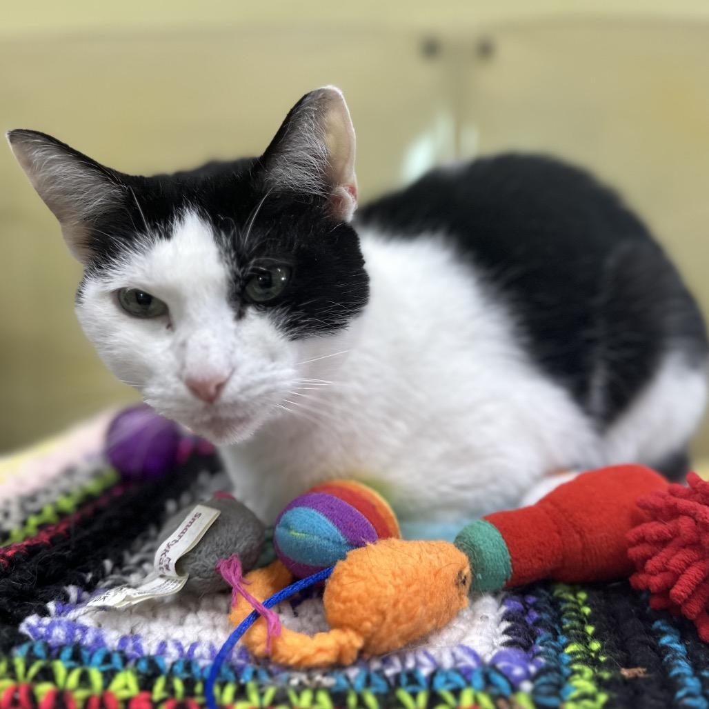 Paige, a Adoptable Domestic Short Hair in Mount Vernon, IN image 2/3