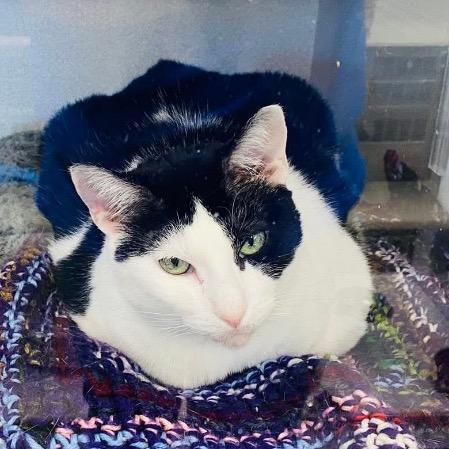 Paige, Adoptable, Adult Female Domestic Short Hair.