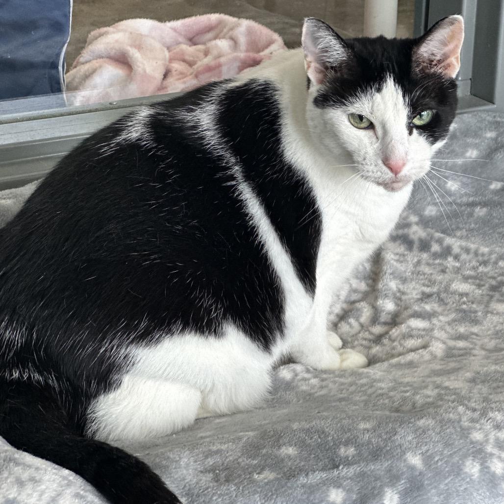Enlarge Paige, a Adoptable Domestic Short Hair in Mount Vernon, IN image 3/6