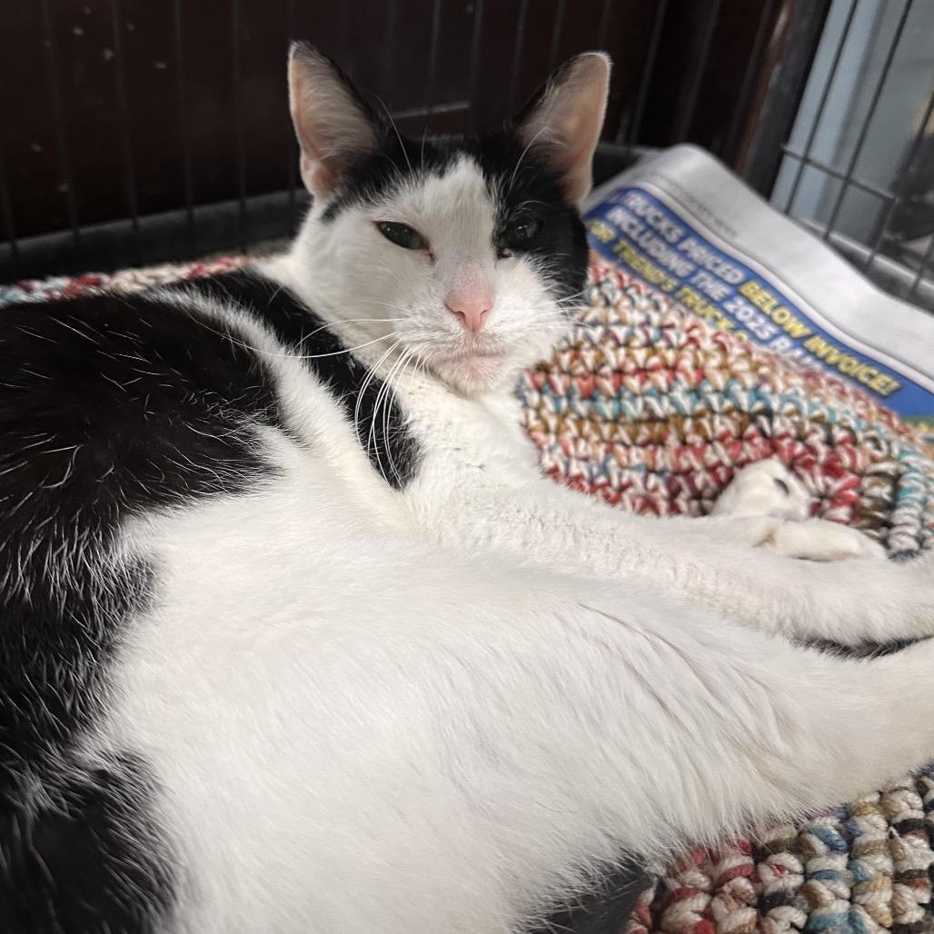 Paige, a Adoptable Domestic Short Hair in Mount Vernon, IN image 3/3