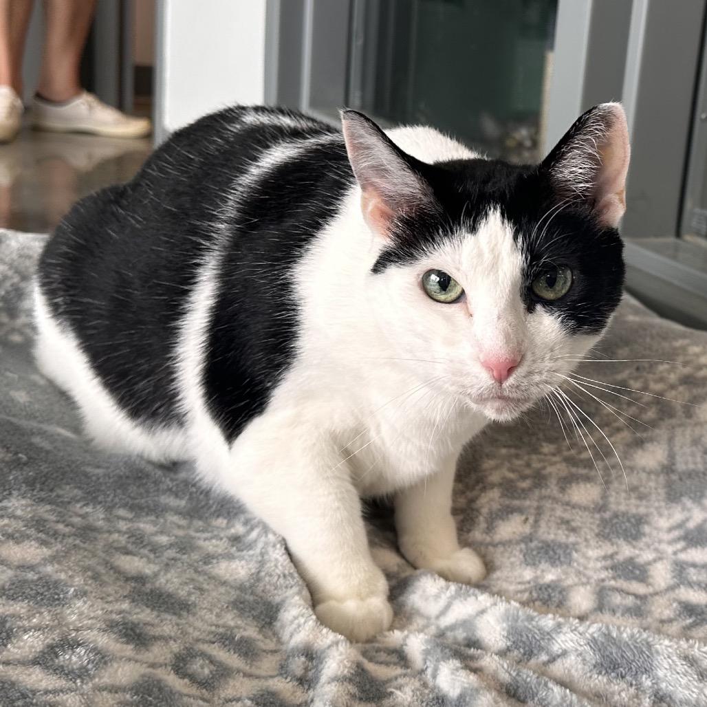 Enlarge Paige, a Adoptable Domestic Short Hair in Mount Vernon, IN image 5/6