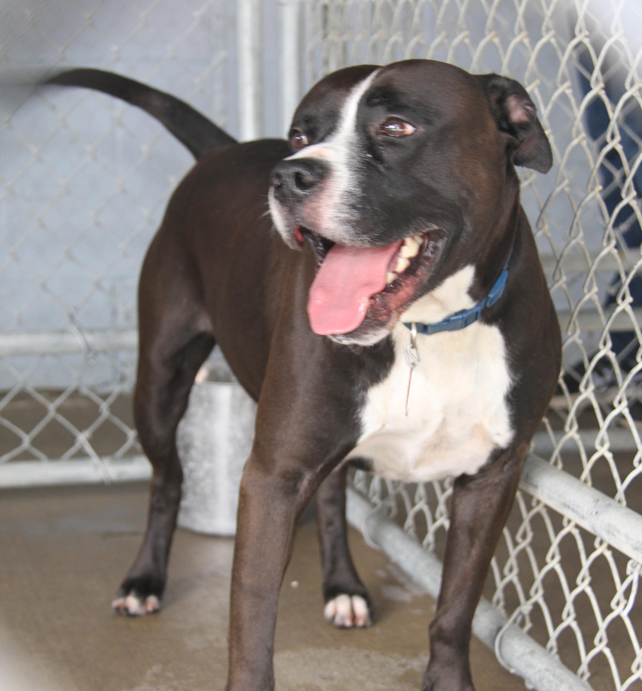 Duke (Neutered), Adoptable, Adult Male Pit Bull Terrier.