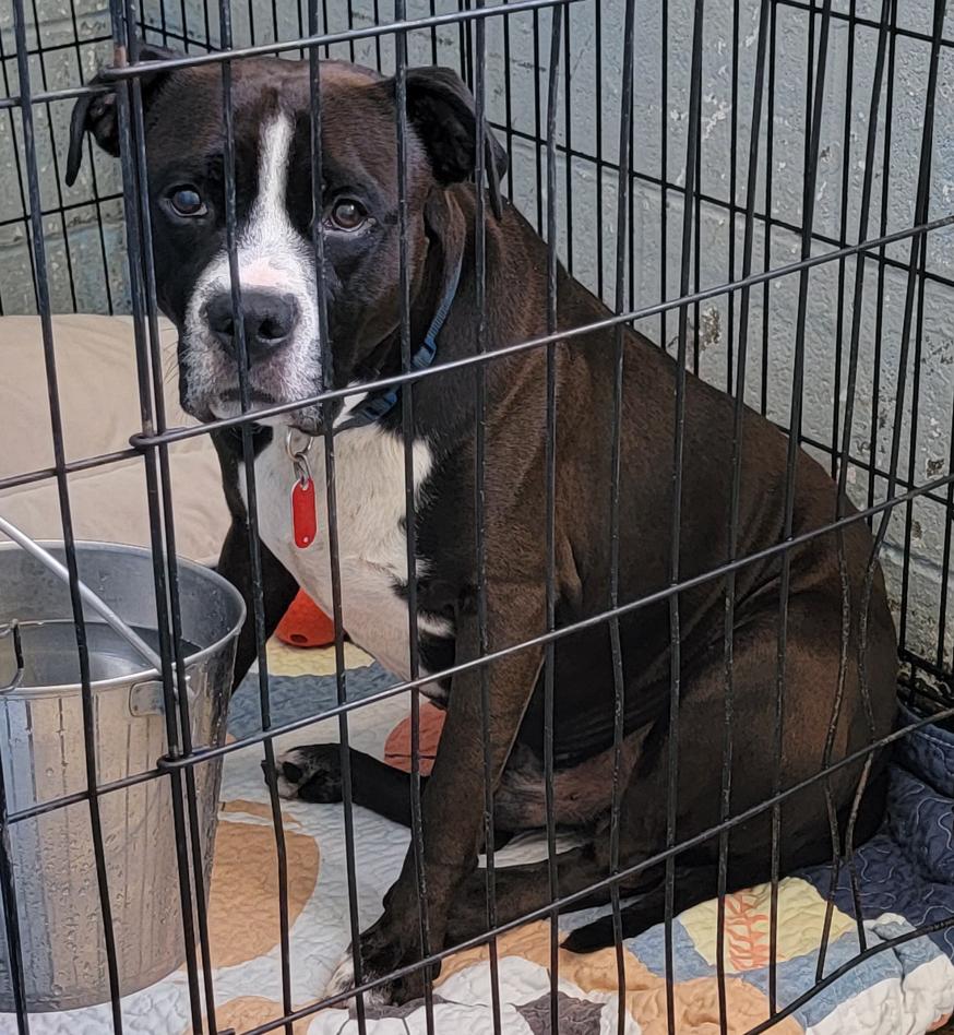 Enlarge Duke (Neutered), a Adoptable mixed breed in Marietta, OH image 2/6