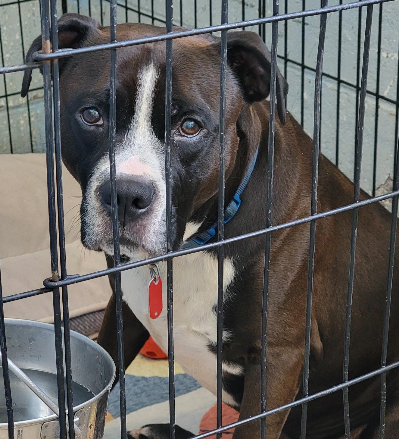 Enlarge Duke (Neutered), a Adoptable mixed breed in Marietta, OH image 3/6