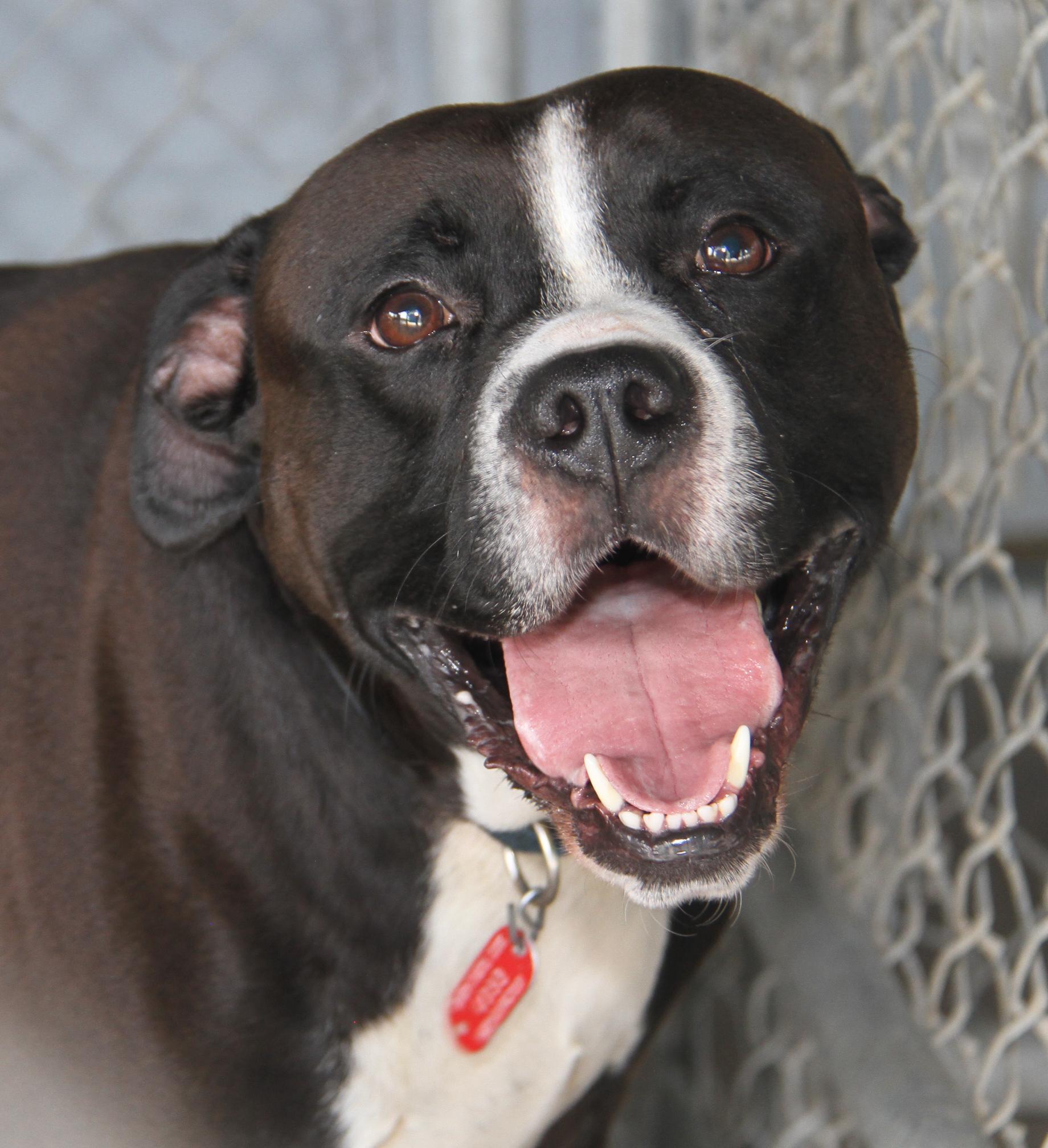 Enlarge Duke (Neutered), a Adoptable mixed breed in Marietta, OH image 6/6