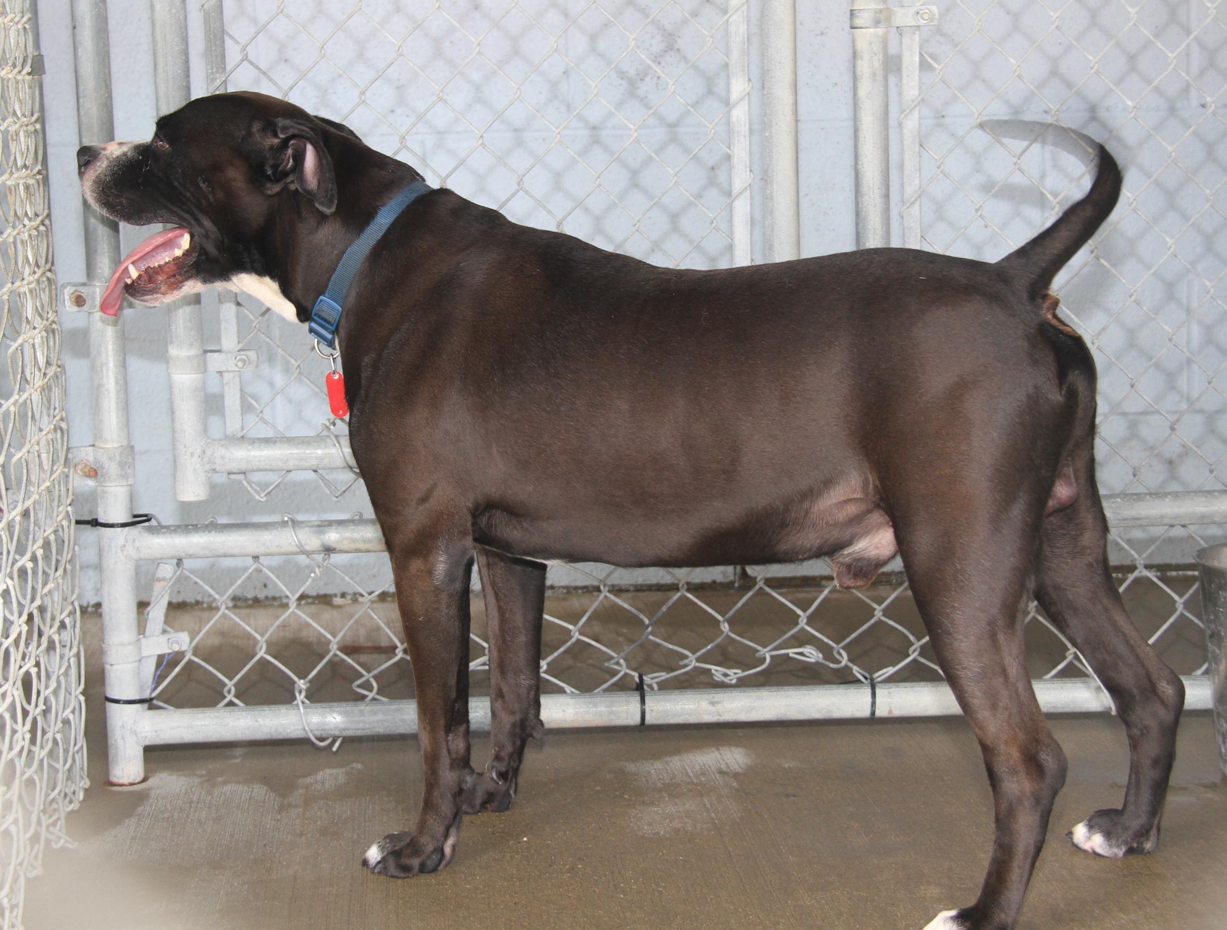 Enlarge Duke (Neutered), a Adoptable mixed breed in Marietta, OH image 5/6