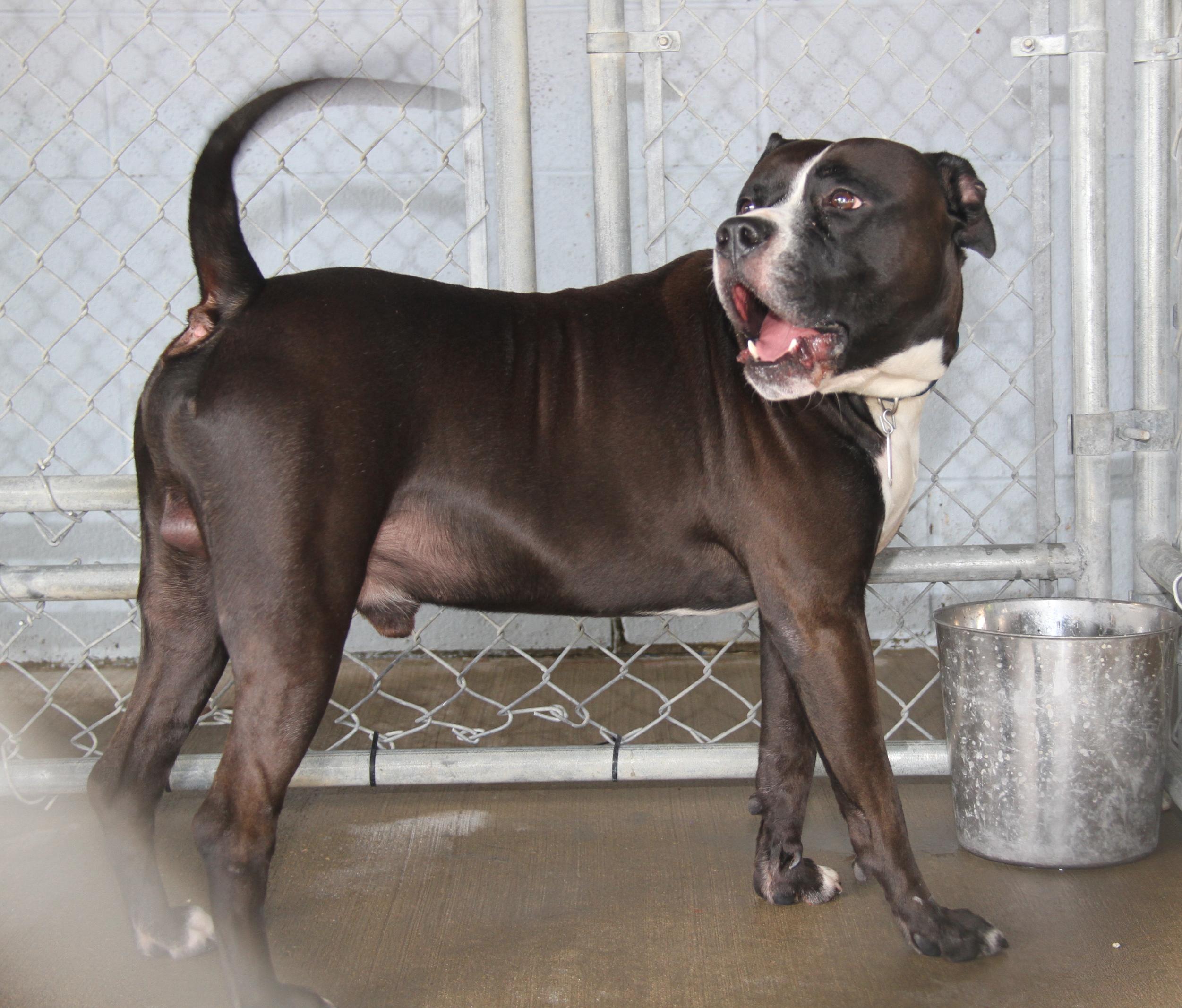 Enlarge Duke (Neutered), a Adoptable mixed breed in Marietta, OH image 4/6
