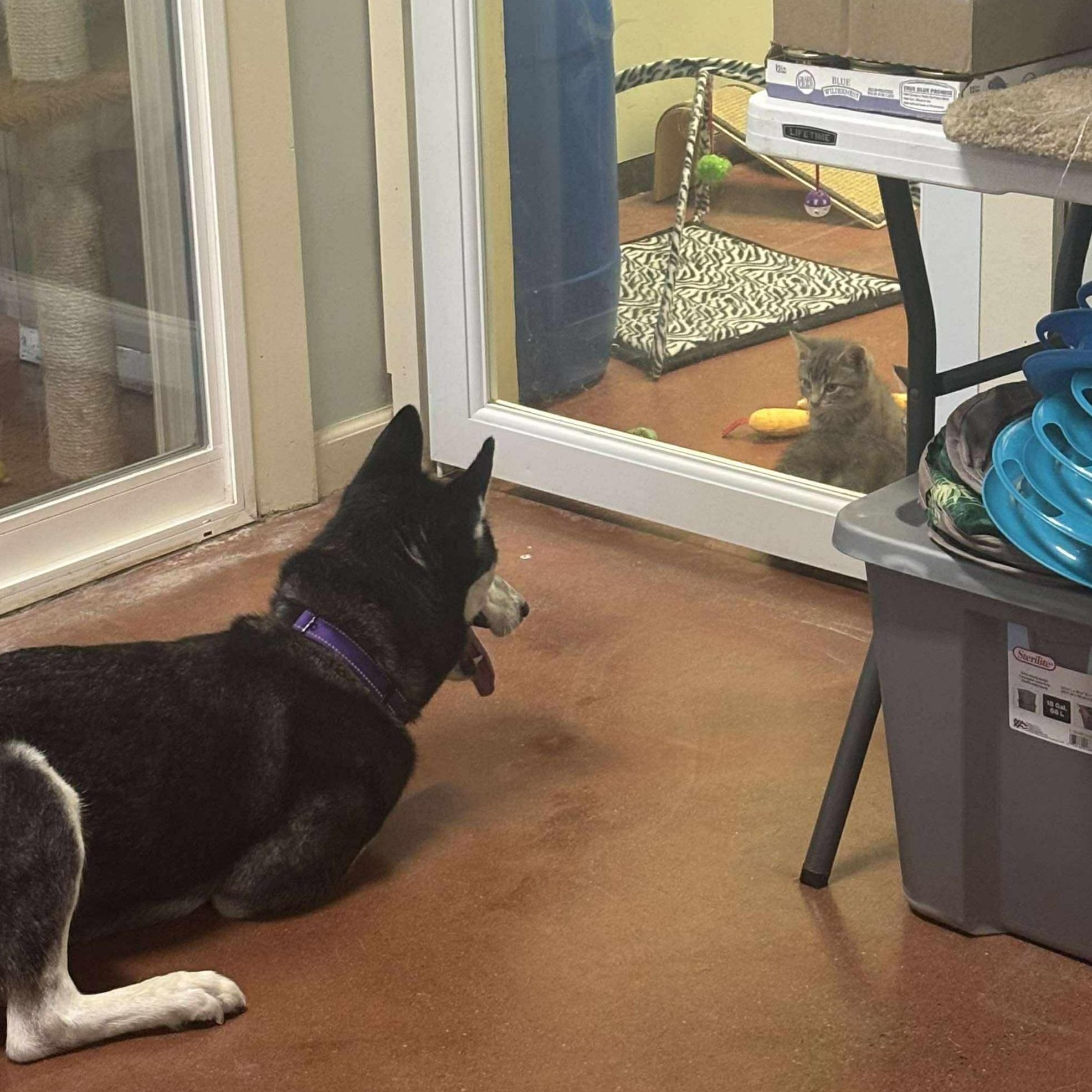 Emma, a Adoptable Siberian Husky in Tioga, PA image 5/6