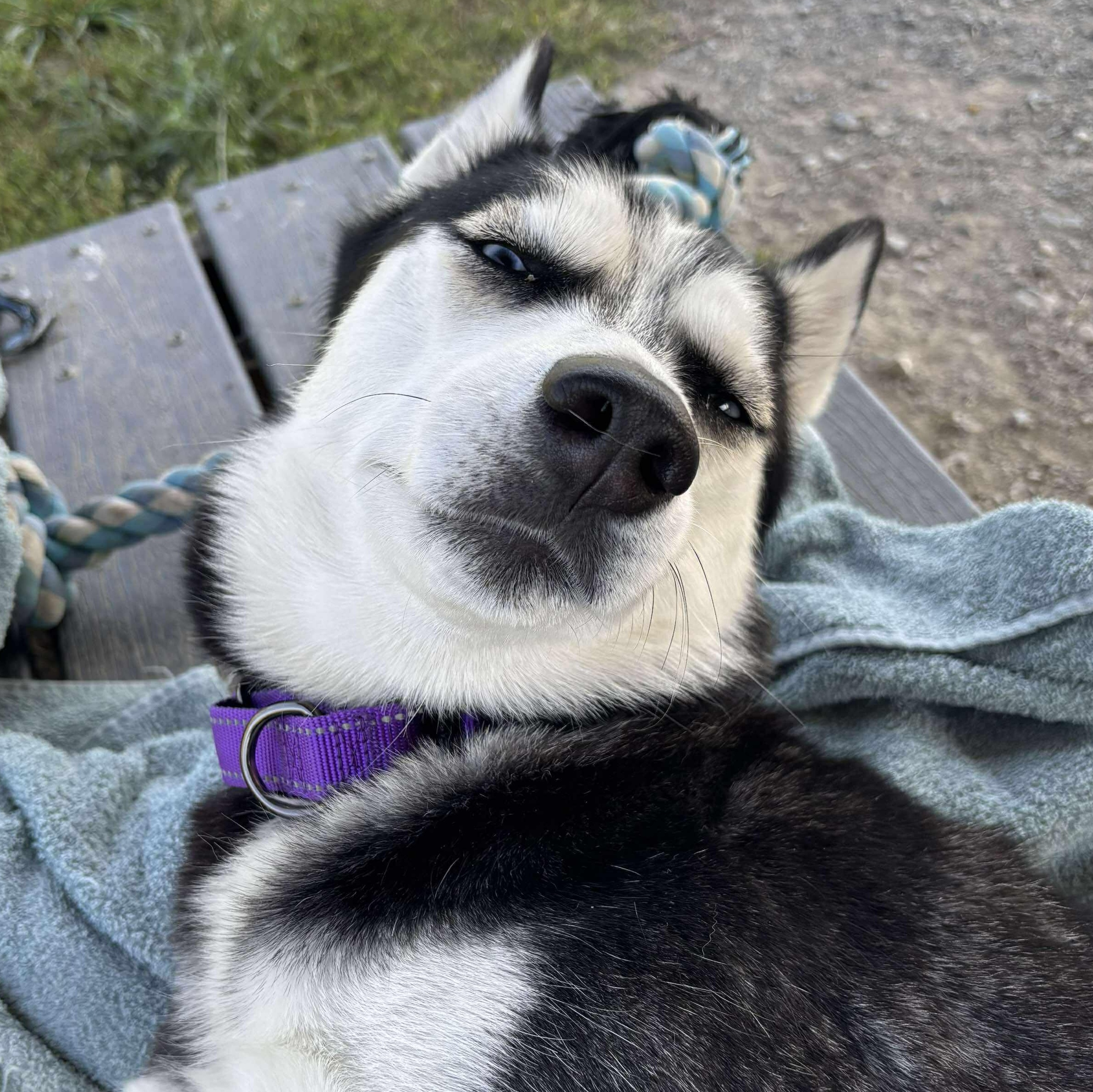 Emma, a Adoptable Siberian Husky in Tioga, PA image 3/6