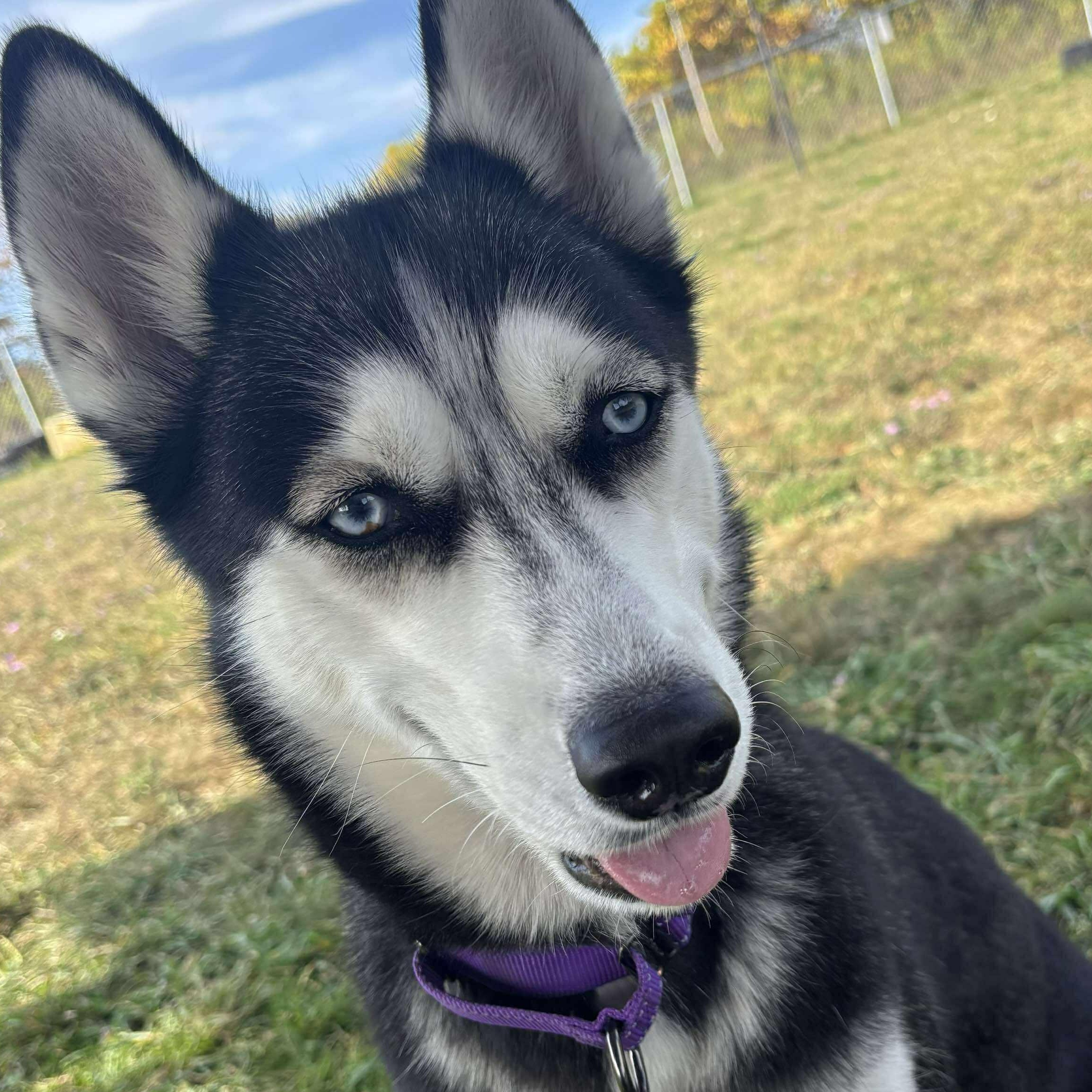 Emma, a Adoptable Siberian Husky in Tioga, PA image 1/6