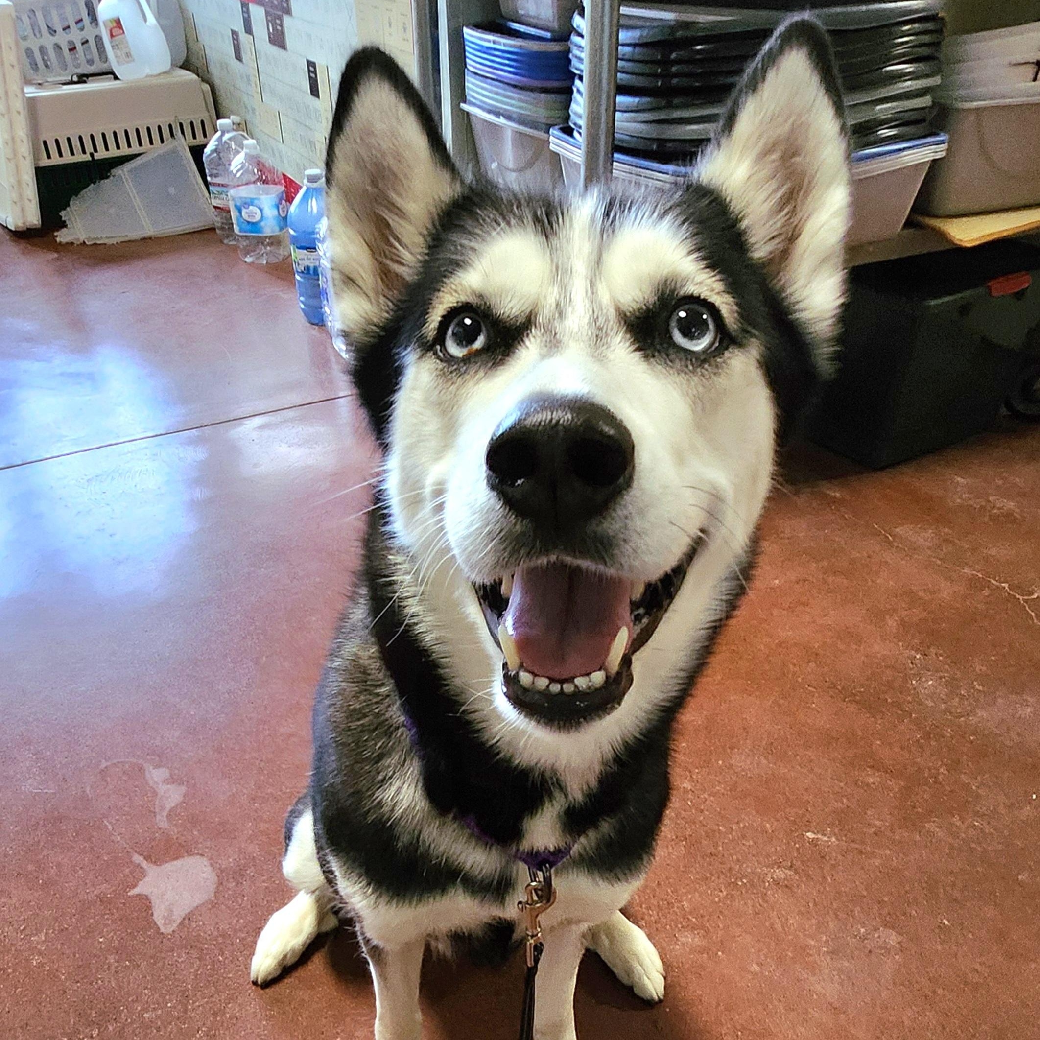 Emma, a Adoptable Siberian Husky in Tioga, PA image 2/6