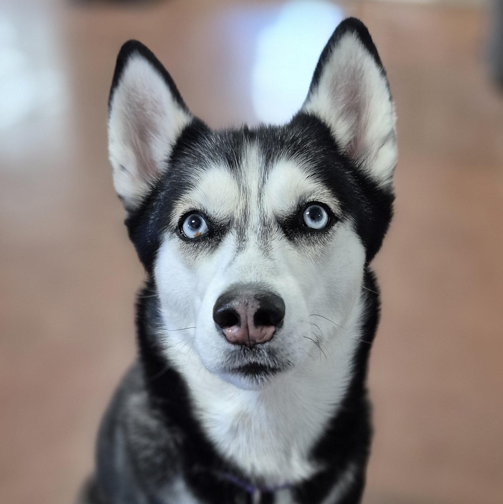 Emma, Adoptable, Young Female Siberian Husky.