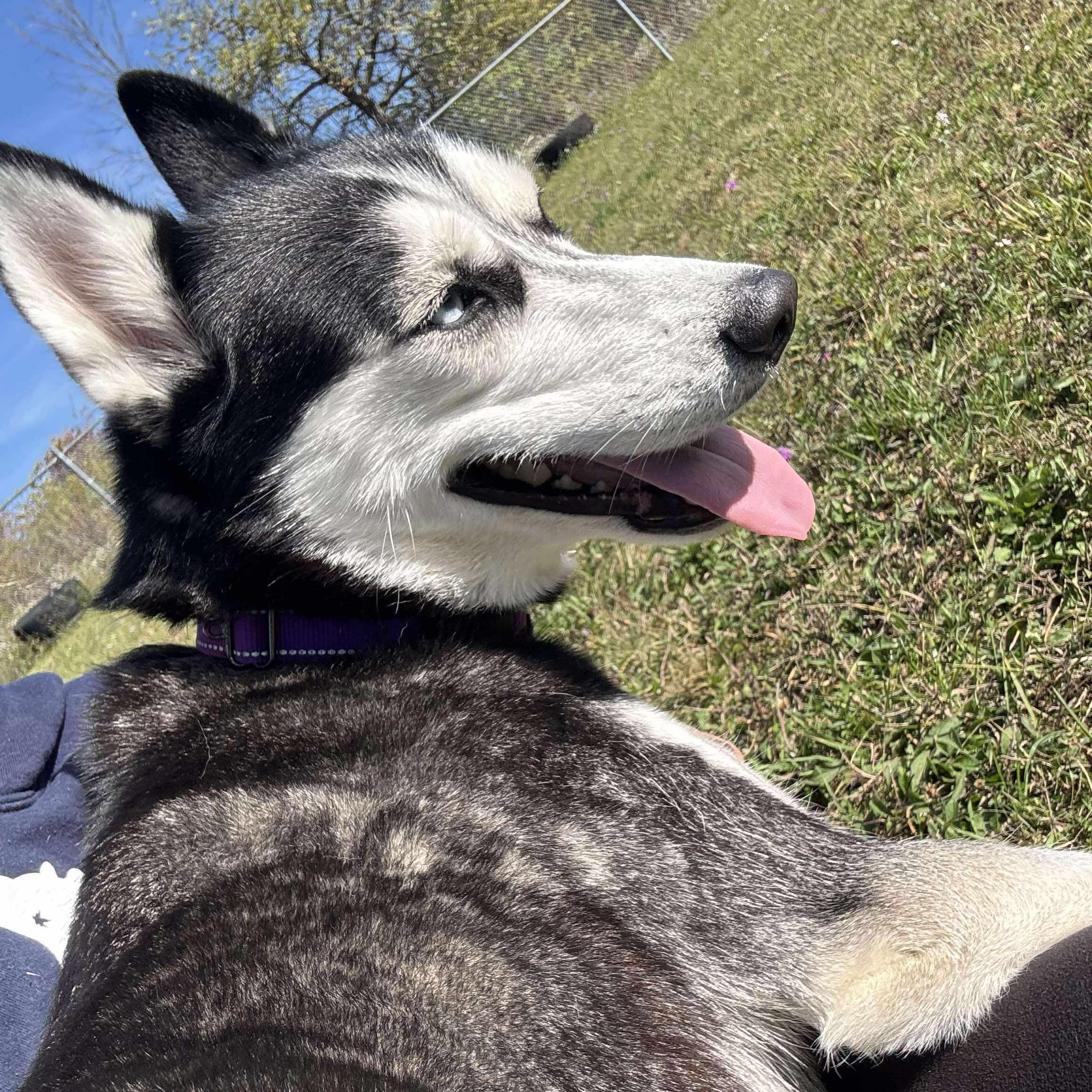 Emma, a Adoptable Siberian Husky in Tioga, PA image 4/6