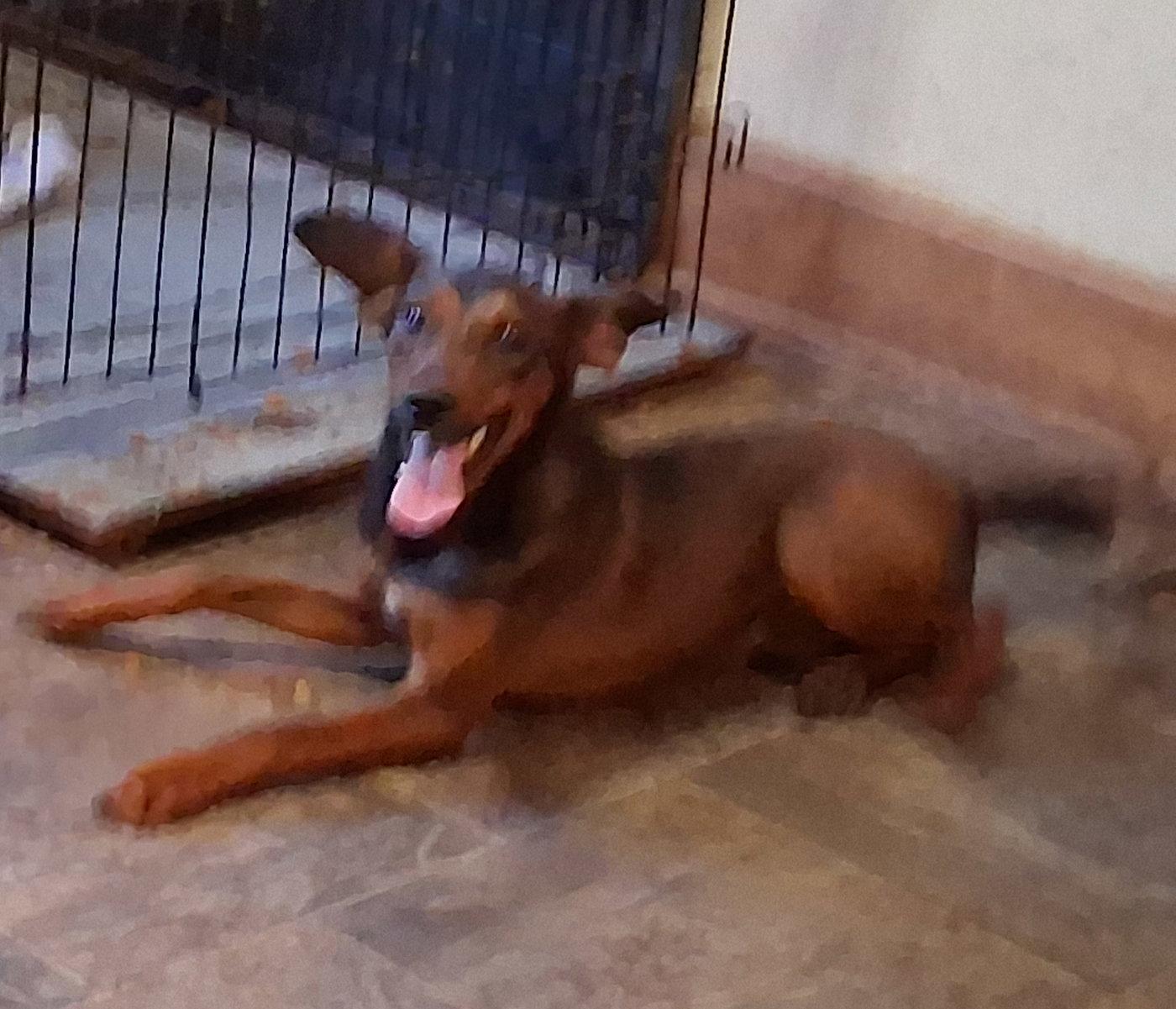 Enlarge Royal, a Adopted mixed breed in Mcconnelsville, OH image 2/3
