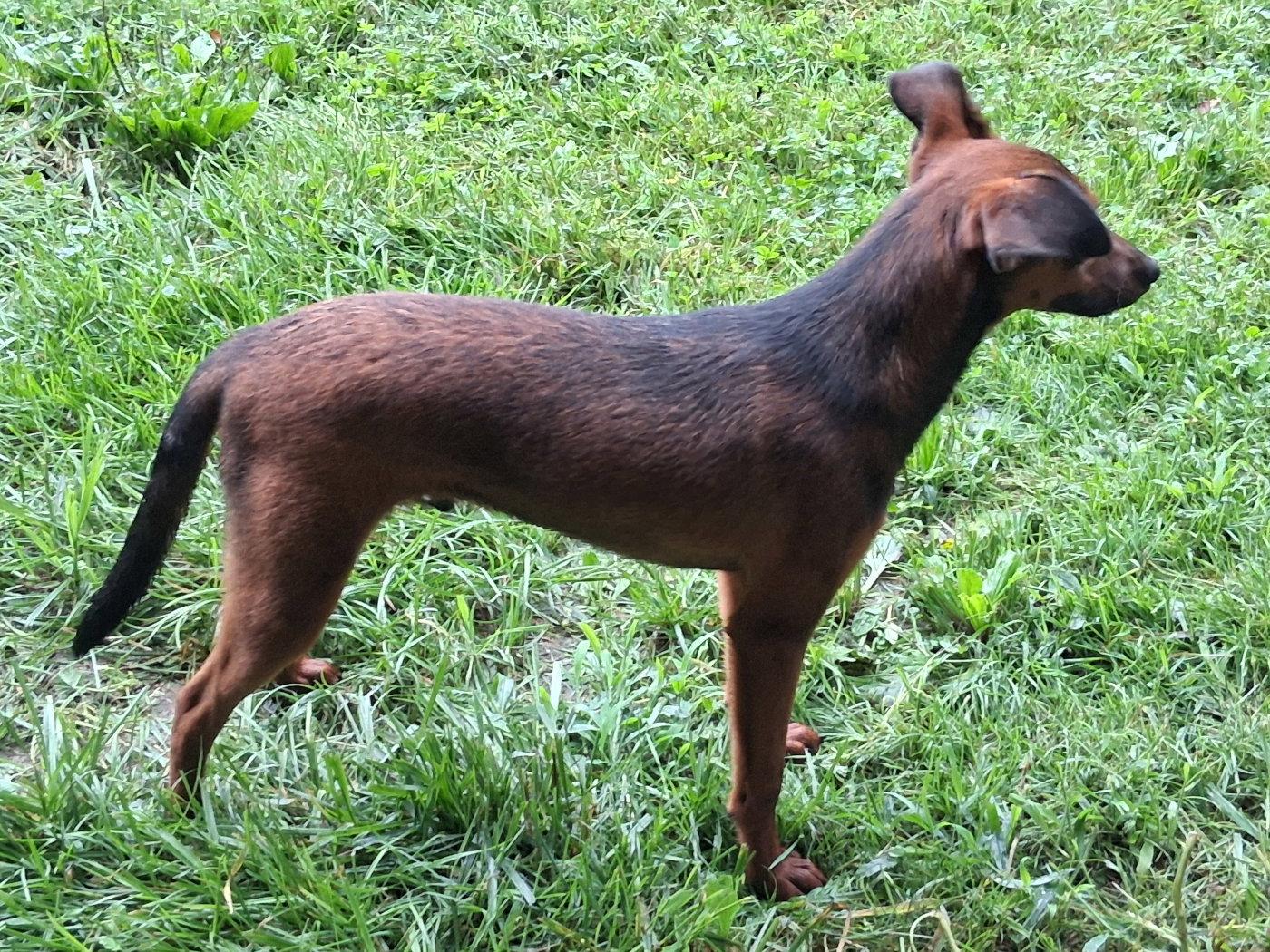 Enlarge Royal, a Adopted mixed breed in Mcconnelsville, OH image 3/3