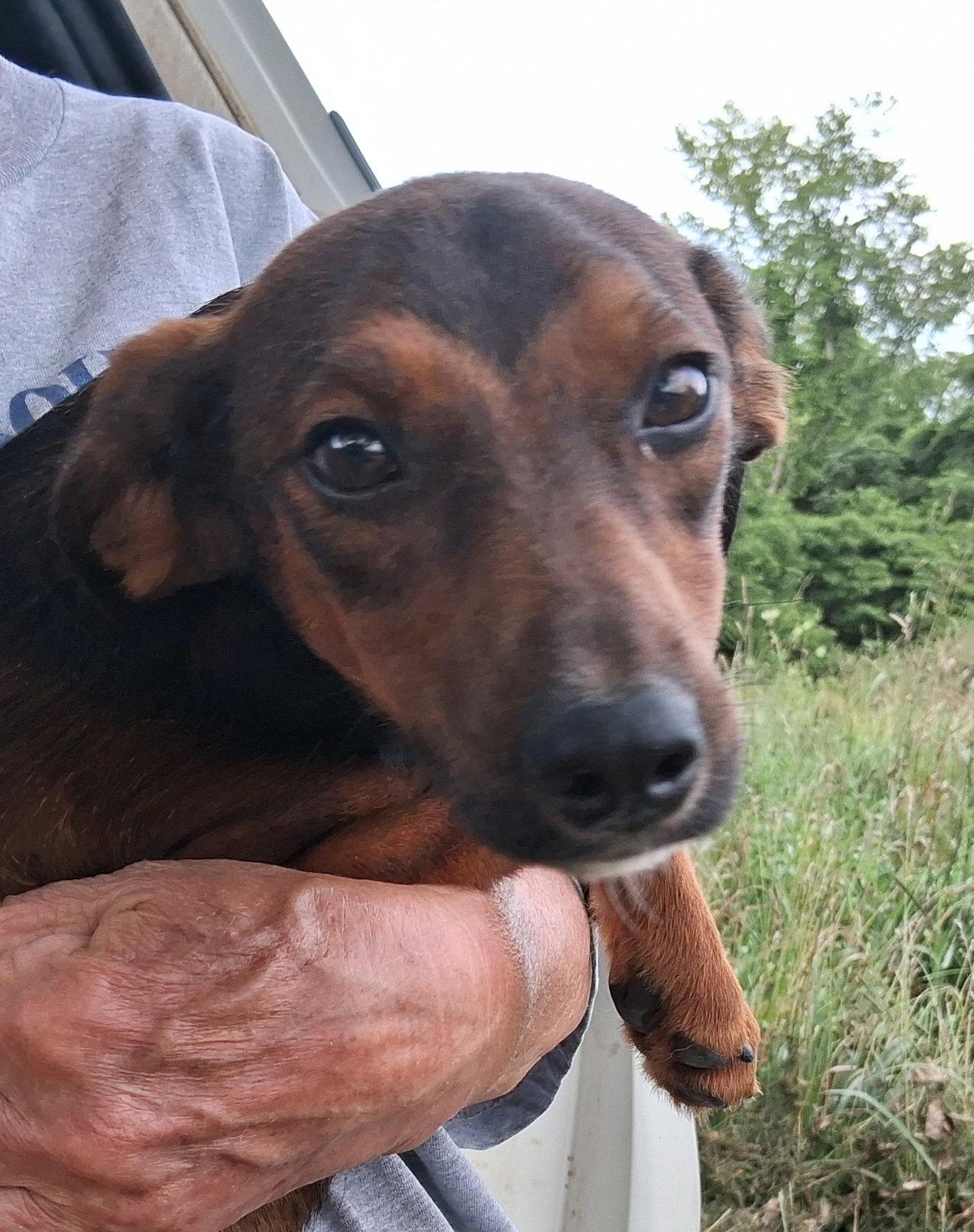 Royal, Adopted, Puppy Male Australian Shepherd & Dachshund.