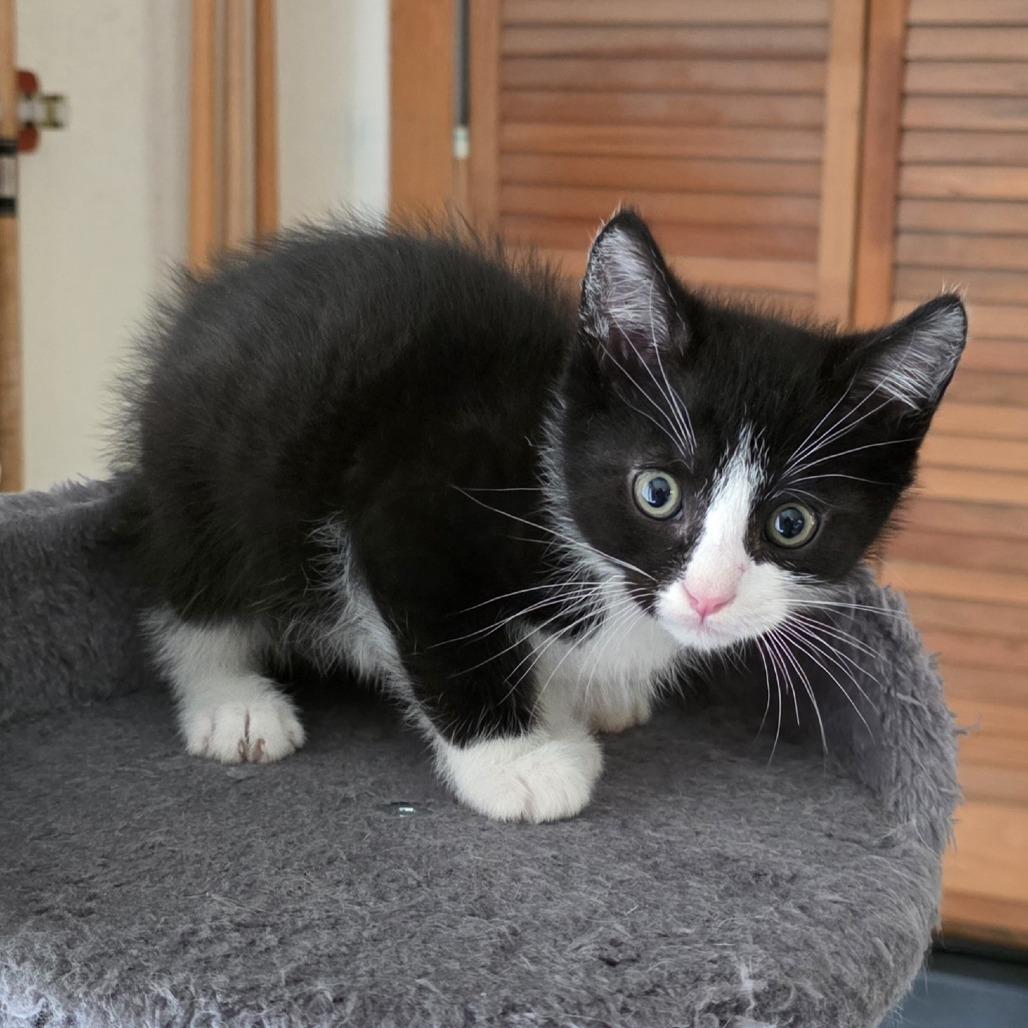 Enlarge Scooby, a Adoptable American Shorthair in Calimesa, CA image 2/2