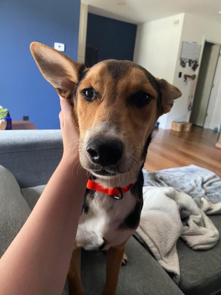 Majestic Aventurine, a Adoptable mixed breed in Mukwonago, WI image 1/3