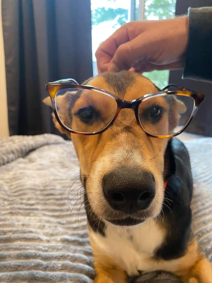 Majestic Aventurine, a Adoptable mixed breed in Mukwonago, WI image 2/3