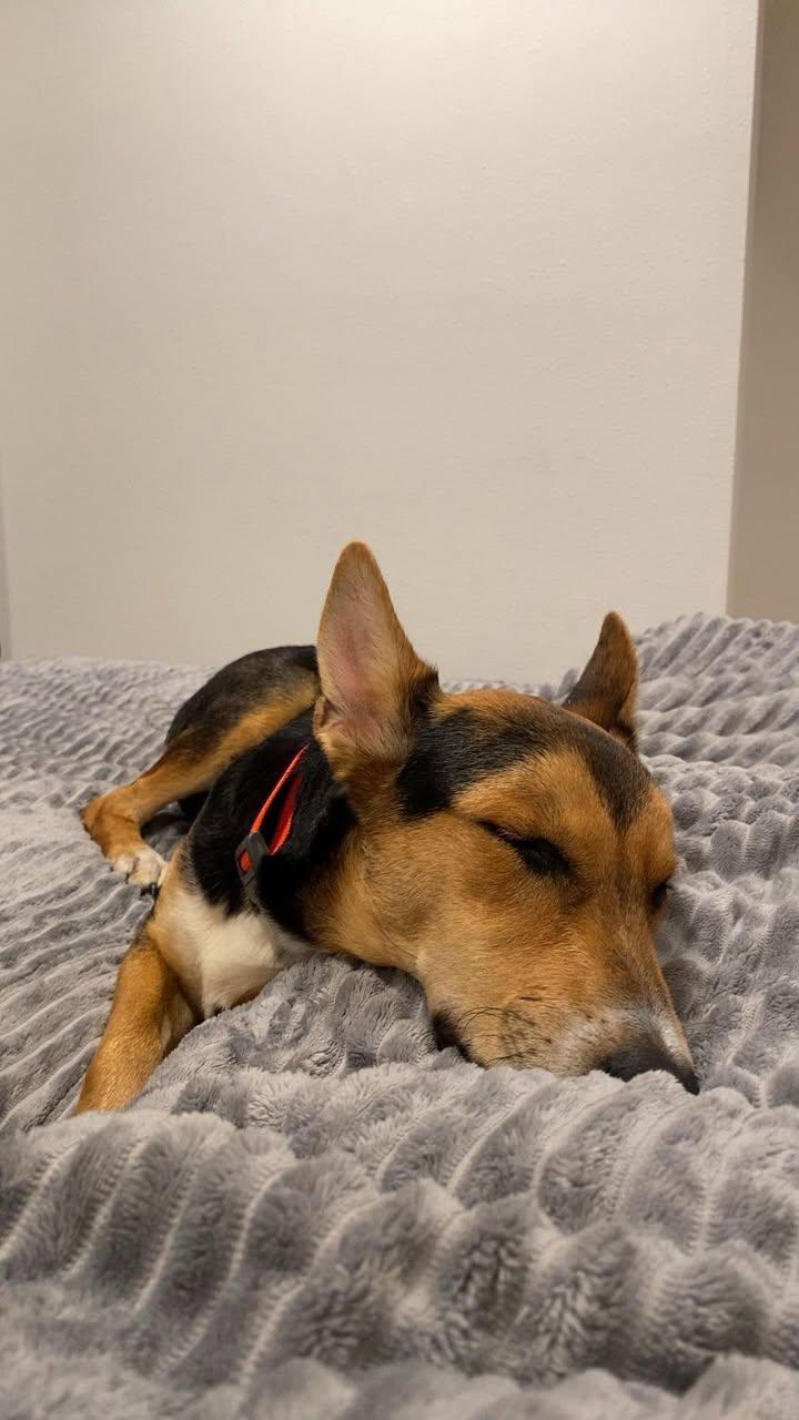 Majestic Aventurine, a Adoptable mixed breed in Mukwonago, WI image 3/3