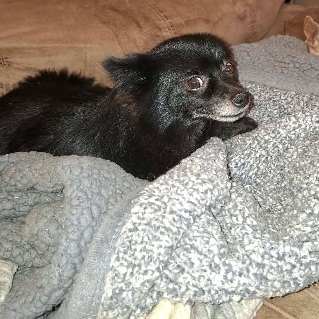 bear, Adoptable, Adult Male Pomeranian.