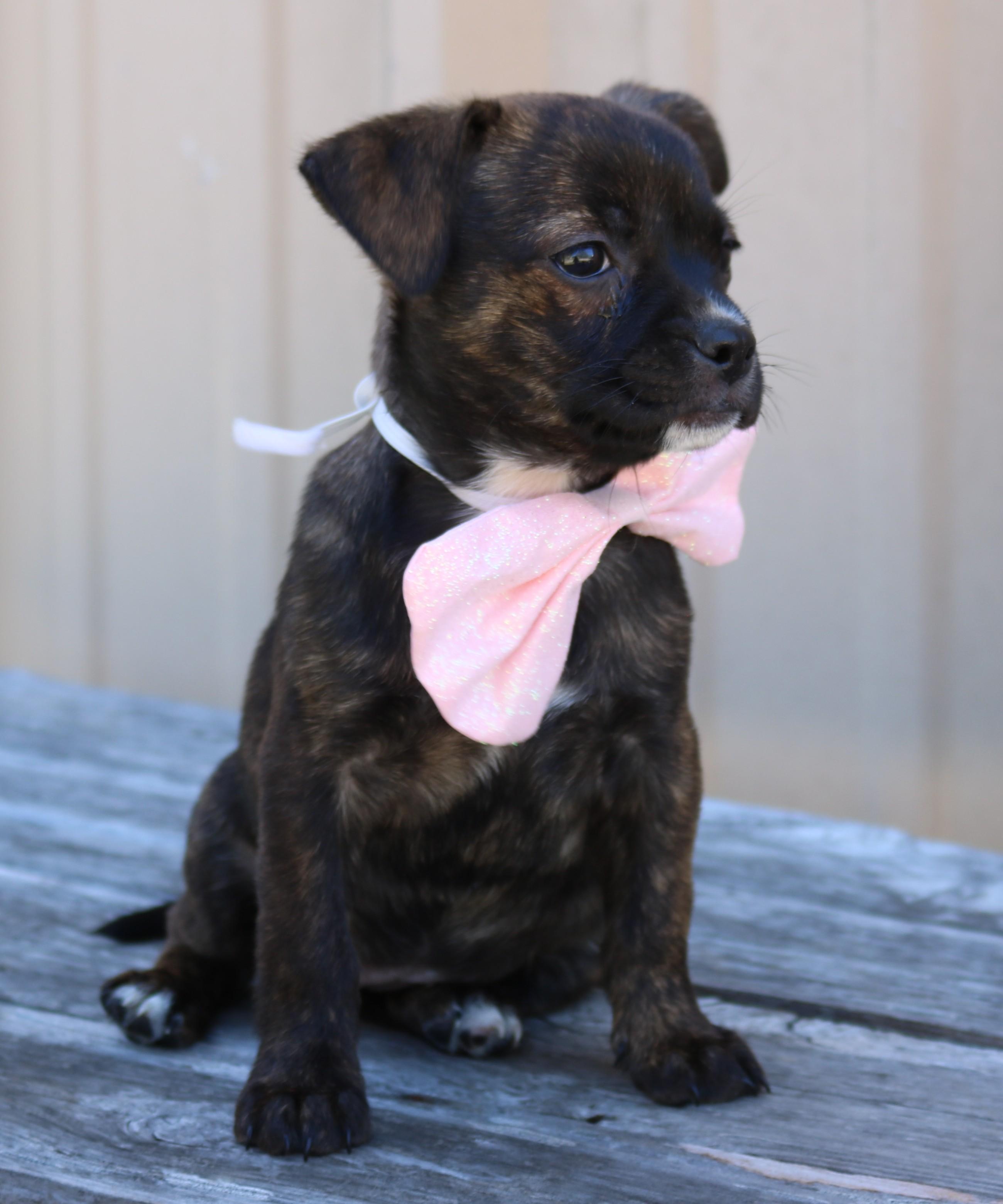 Enlarge Ebony, an adopted mixed breed in Bandera, TX image 4/4