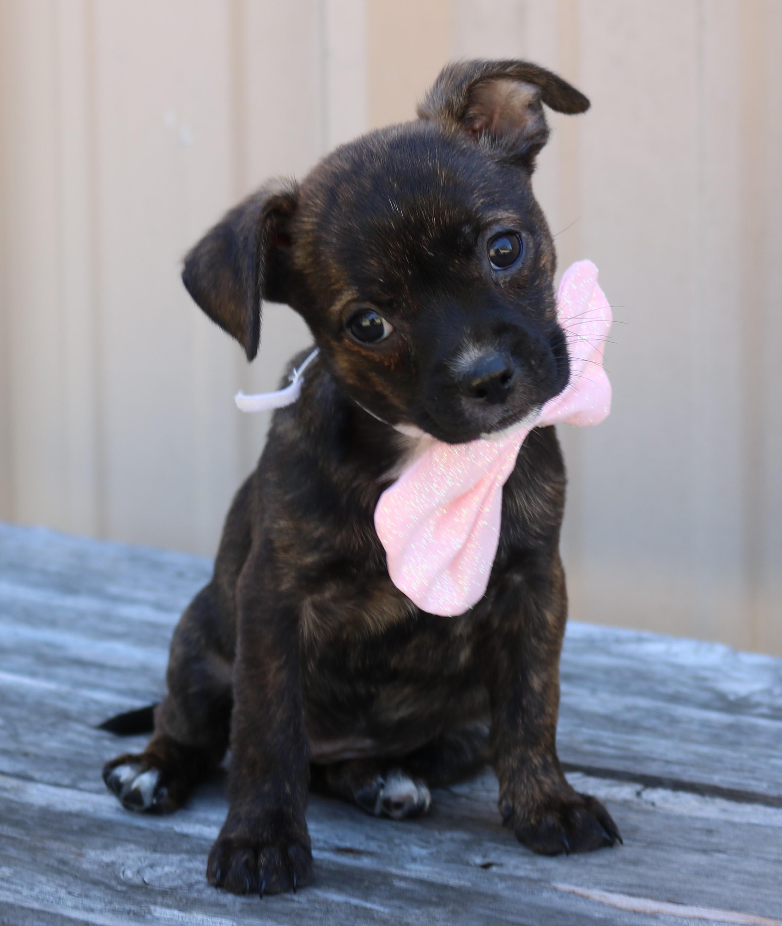 Enlarge Ebony, an adopted mixed breed in Bandera, TX image 3/4