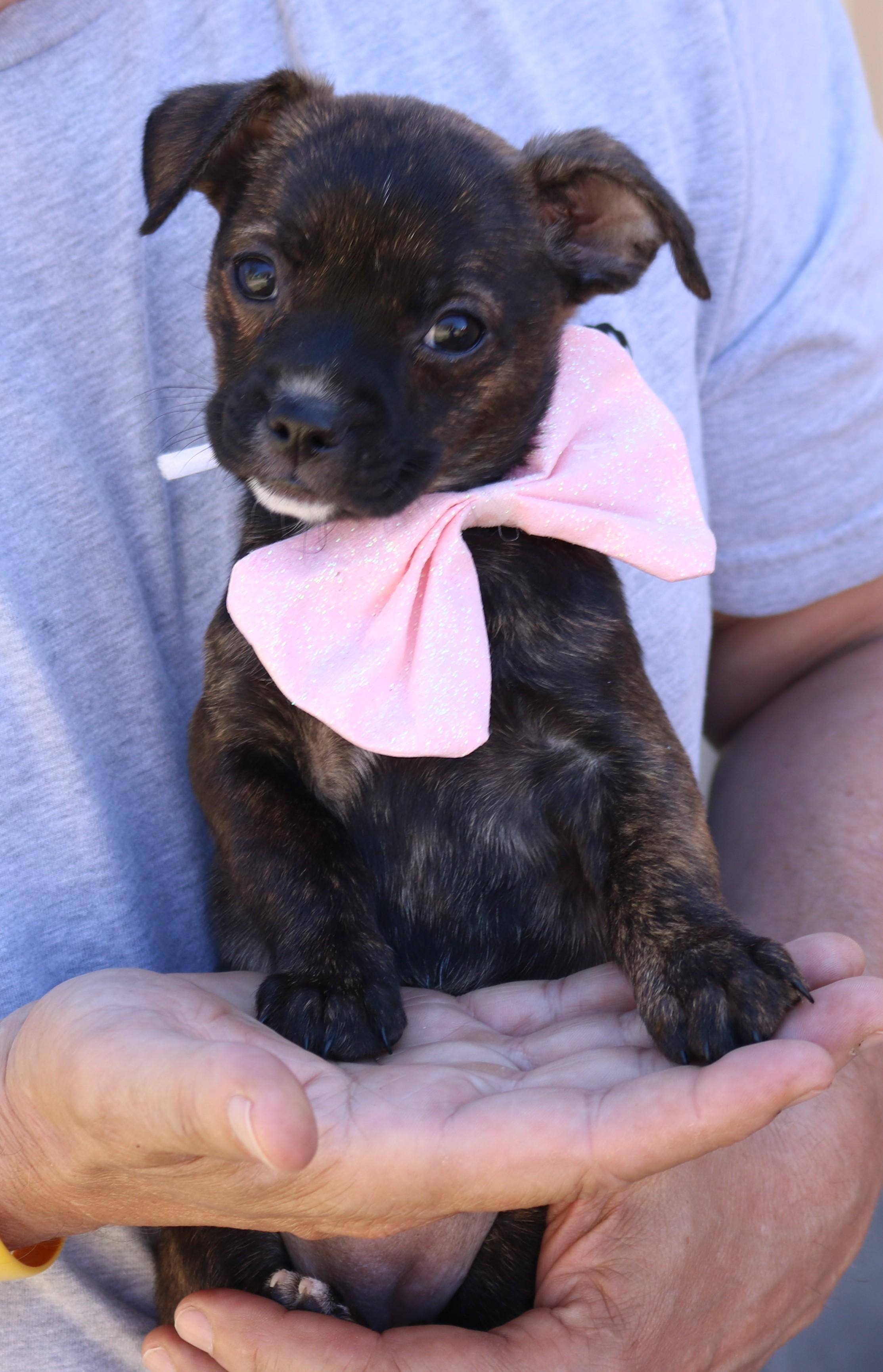 Enlarge Ebony, an adopted mixed breed in Bandera, TX image 2/4